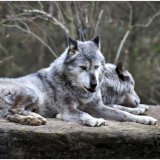 Der Wolf: Zahlen und Fakten