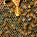 Honig und Bienenwachs