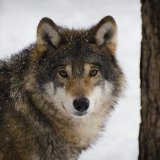 Wolf-Abschussbescheid aufgehoben: Tiroler Landesregierung außerhalb des Rechtsstaates