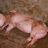 Ministerin Köstinger will € 20 Millionen an Vollspaltenboden-Schweinefabriken zahlen
