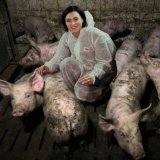 Keine Lügen mehr: VGT zeigt Foto von Köstinger mit Vollspaltenboden-Schweinen