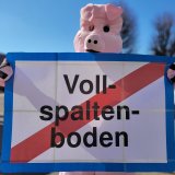VGT-Aktion am Tag des Schweins: Köstinger blockiert weiterhin Verbot Vollspaltenboden