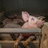 Nach Verfassungsklage gegen Vollspaltenboden: Tierschutzminister will Verbot