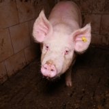 Protest zum Ministerrat mit Aufnahmen aus aufgedeckter Schweinefabrik in Kärnten