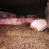 Aussagen vom Kärntner Landwirtschaftskammerpräsident bestätigen Schweineskandal!
