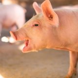 Über 100.000 Menschen haben VGT-Petition gegen Schweine-Vollspalten unterschrieben