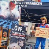 VGT fordert: Vollspaltenbodenverbot Schweine muss in Tierschutzpaket kommen!