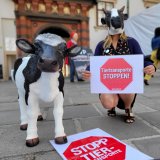 VGT zum internationalen Tag gegen Tiertransporte: Reform Tiertransportgesetz nachbessern