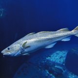 Intelligenz und Bewusstsein bei Fischen – Teil 1