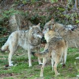 Wolfspaar in Osttirol soll abgeschossen werden, obwohl es gerade seine Welpen aufzieht