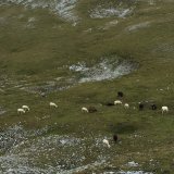 VGT-Anzeige „Almhaltung“: Schafe im Hochgebirge ohne Betreuung und Unterstand