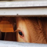 Rinder-Export übers Meer - VGT zeigt Tiere an den Häfen