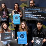 Kanada: 2 Tierschützer:innen wegen friedlicher Besetzung Schweinfabrik zu Haft verurteilt