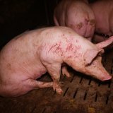 VGT deckt auf: Vollspaltenboden-Schweinefabrik im Bezirk Leibnitz mit verletzten Tieren