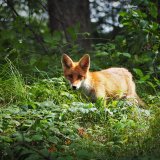 VGT-Projekt Waldkauf: ein geschützter Lebensraum für Wildtiere 
