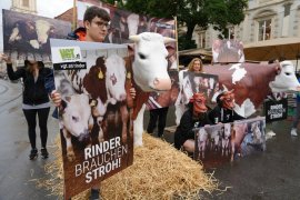 Als Kühe verkleidete Aktivist:innen protestieren