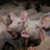 Einladung: VGT-Protest bei BH St. Pölten gegen drohende Räumung Freilandschweine