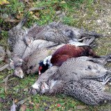 OÖ-Jagdgesetz geplant: Abschuss von Kistlfasanen und Fallenfang von Haustieren erlaubt