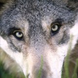 VGT lobt Ministerin Gewesslers Einsatz für Wolfsschutz auf EU-Ebene
