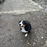 Kettenhunde in Vorarlberg - VGT deckt illegale Hundehaltungen auf!
