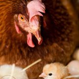 Einladung: VGT-Aktion zum Muttertag – Leid der Mütter in der Tierindustrie