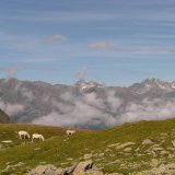 Kärnten: VGT zeigt Schafhalter:innen an, die ihre Tiere auf einer Alm unversorgt aussetzen