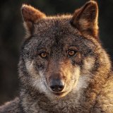 Verwaltungsgerichtshof schiebt illegalen Wolfsabschüssen Riegel vor!