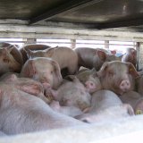 Der VGT lädt ein: Tierfabriken und Tiertransporte – auch aus NÖ