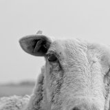 VGT zeigt Schafhalter in Kärnten wegen mangelnder Betreuung ohne Herdenschutz an