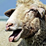 Schafe vernachlässigt: VGT zeigt Bezirkshauptmann Hermagor wegen Amtsmissbrauchs an