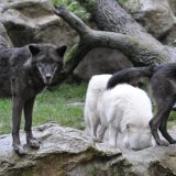Rückgang an Nutztierrissen, aber mit 7 Rudeln mehr Wölfe denn je in Österreich
