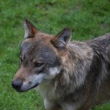 Einladung: Donnerstag Wolf-Herdenschutzzaun um Amt der Tiroler Landesregierung