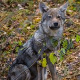 Kärnten: Landesrat Gruber für bereits 7. illegalen Wolfsabschuss verantwortlich
