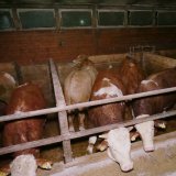 BOKU Wien weist nach: Unruheverhalten bei Vollspalten Rindern
