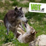 Einladung: Plakatpräsentation zum Wolf und lebensechte Wolfsfiguren in Klagenfurt