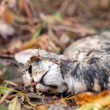 Grausamer Fund in OÖ: tote Jungkatze mit Klebeband mit sechs Lebendfangfallen