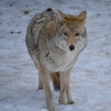 Scharfe VGT-Kritik an Ankündigung der EU, den Schutzstatus des Wolfs zu senken
