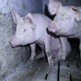 Verfassungsgerichtshof erzwingt Verkürzung Übergangsfrist Ende Schweine Vollspalten