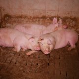 Bio Käserei wirbt mit konventionellem Schweinefleisch aus Vollspaltenboden- und Teilspaltenbodenhaltung 