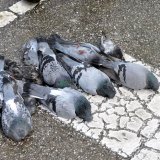 Tauben hinterhältig vergiftet 