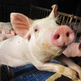 Nach Totschnig-Kritik: VGT sieht in Fleisch aus Zellkulturen größte Hoffnung im Tierschutz