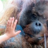 Einladung: Aktion gegen Zoo-Gefangenschaft