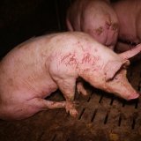 60 Schweine absichtlich erstickt: könnte bei Auslauf statt Vollspaltenboden nicht passieren!