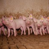 Anzeige: Schweinezucht in Weiz bietet keinen physisch angenehmen Liegebereich