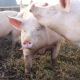 Wendung bei Freilandschweinehaltung Hubmann: Genehmigung vielleicht ab Ende April
