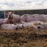 LVwG NÖ: Freilandschweinebetrieb Hubmann heute zu hohen Strafen verurteilt
