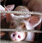 Große Untersuchung der EU-Schweinehaltung