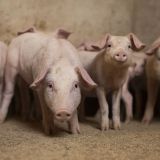 Schulterschluss im Tierschutz: Bündnis „Fair Ferkel“ will Verbot von Ferkelkastration ohne Betäubung