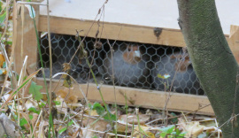 Eine Kiste am Waldboden mit Rehühnern hinter Drahtgittern