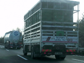 Lastwagen mit zahllosen Plastikboxen, gefüllt mit Zuchtvögeln für die Jagd, fahrend auf der Autobahn